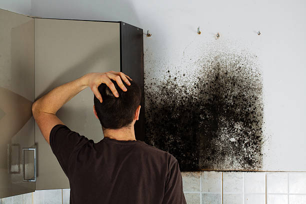 Best Attic Mold Remediation in Leesburg, FL